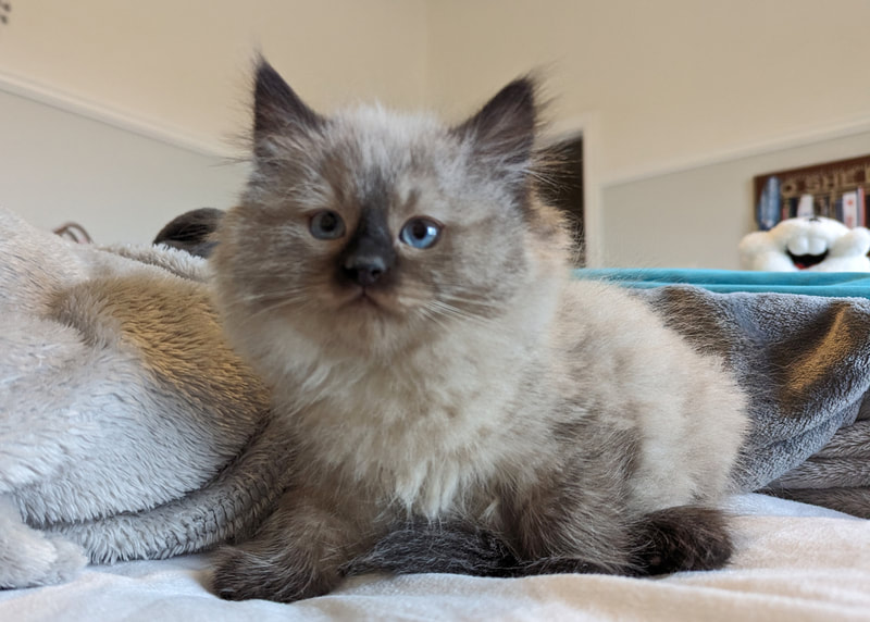 Siberian kitten for sale in Texas